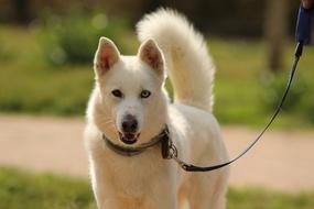 fluffy dog with different eyes