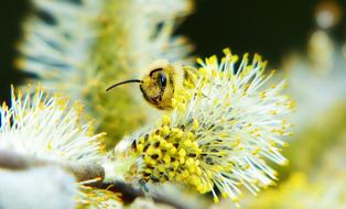 insect flower beautiful view