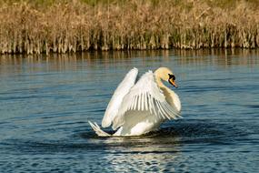 swan wings water lake