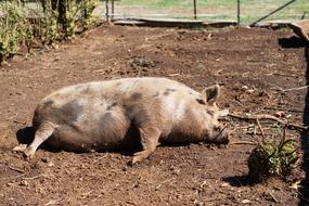 pig dirt farm