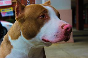 red dog white dog look