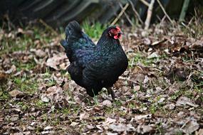 black hen with a red crest