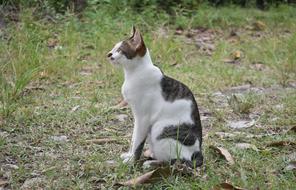 a cute cat with color
