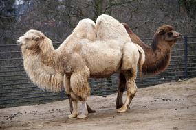 camels look like a lot