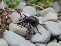 black beetle on the rocks
