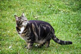 cute cat in the green grass