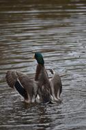 ducks in a big lake