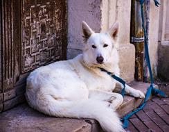 a white dog on a leash