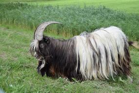 longhorn goat