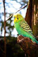 green tree parrot