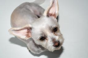 a cute dog with long ears