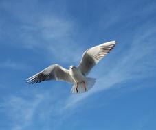 a beautiful dove in a blue sky