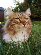 ginger cat with green eyes