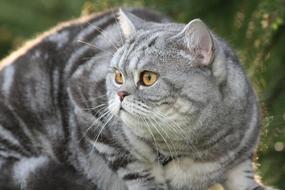 pedigree gray cat