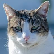 evil cat