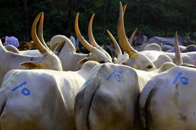 cows with big horns