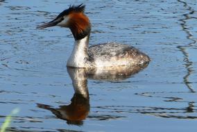 fluffy-headed duck