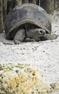 zoo turtle
