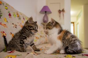kittens in bed