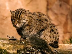 cute cat wild animal