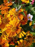 large bouquet of flowers