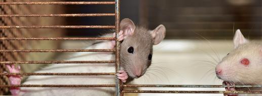 caged pet rats