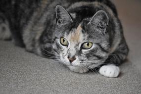 gray cat with big eyes