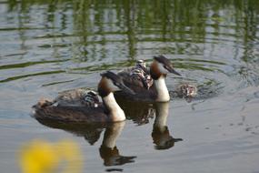 two ducks in a lake view