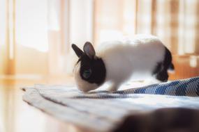 pet rabbit in the bed