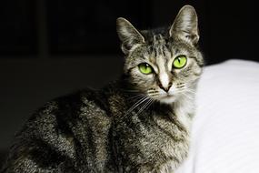 a gorgeous cat with green eyes