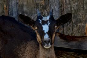 funny farmer goat