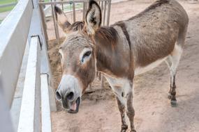 donkey at the zoo