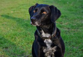 a black pet dog in green grass