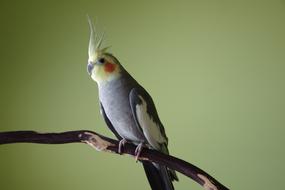 branch parrot colored
