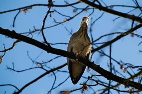 bird on a branch in the countryside
