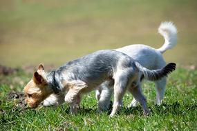 dogs in the grass in the meadow