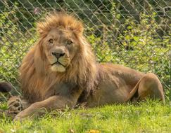 the magnificent lion at the zoo