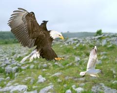 a big eagle in green grass