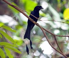 a blackbird in a branch view