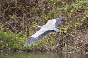 a large bird in green leaves view