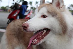 big dog with a long tongue