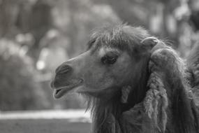camel big view beautiful