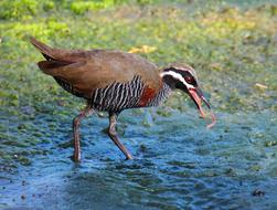 bird long legs lake view