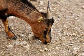 brown goat zoo