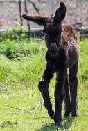 black donkey in the garden