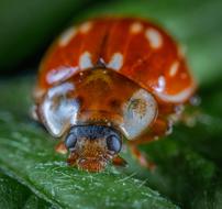 red beetle in green leaves in the garden