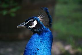 bluebird peacock head