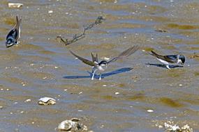 bird many green water