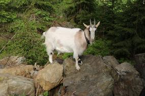 white goats with wild stones