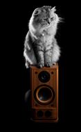 fluffy cat on the speaker